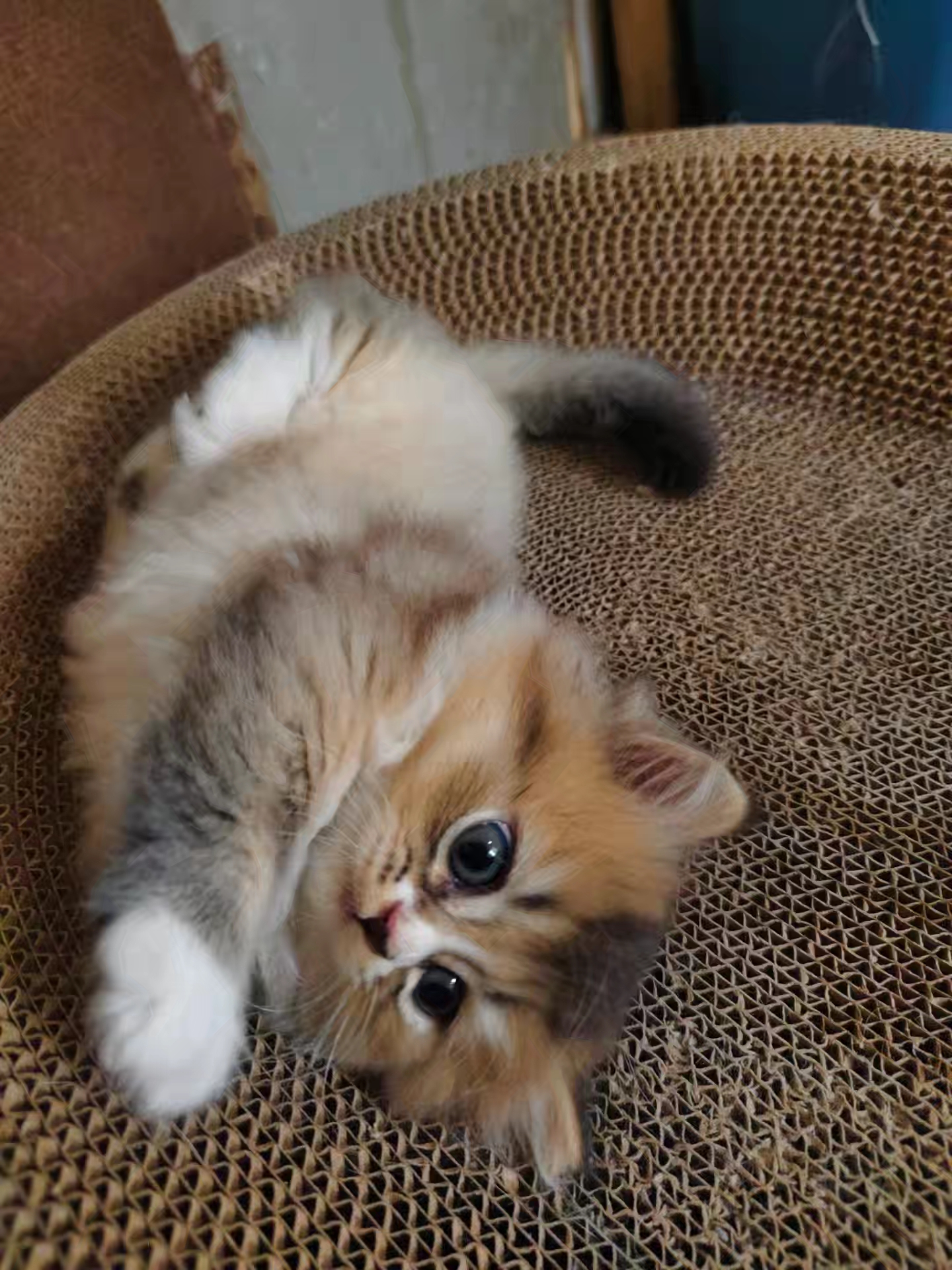 金渐层长毛猫，矮脚猫，脸型甜美，性格温顺，容易上手萌萌可爱